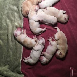 Labrador Retriever Puppies from Bella Frieda Farm Labrador Retrievers