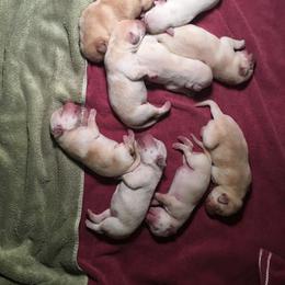 Labrador Retriever Puppies from Bella Frieda Farm Labrador Retrievers
