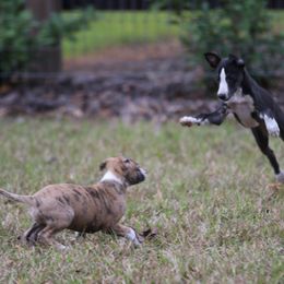 Whippet Puppies from Wise Heart Whippets