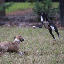 Whippet Puppies from Wise Heart Whippets