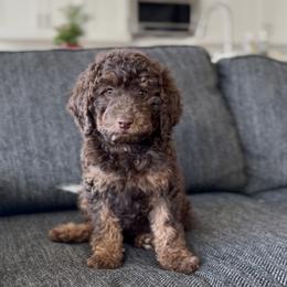 Canyon - Chocolate male Goldendoodle puppy in St George, Utah from Doodle Bears of Southern Utah