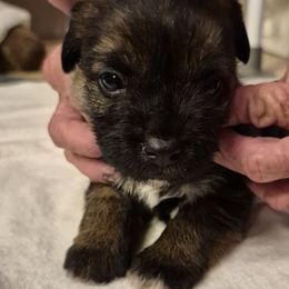 Boy 3 - male Border Terrier puppy in Mayer, Arizona from Stonehouse Border Terriers and Basset Fauve de Bretagne