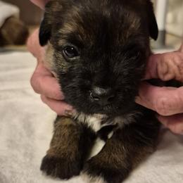 Boy 3 - male Border Terrier puppy in Mayer, Arizona from Stonehouse Border Terriers and Basset Fauve de Bretagne