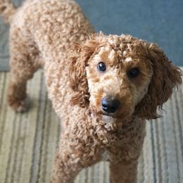 Cayenne - Goldendoodle
