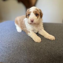 Bernedoodle Puppies from Sweet Pea Bernedoodles