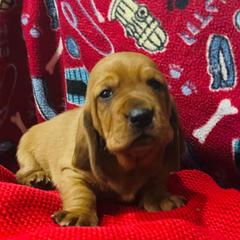 Bronx - Red and white male Basset Hound puppy in Oviedo, Florida from Boss Farms