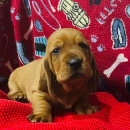 Bronx - Red and white male Basset Hound puppy in Oviedo, Florida from Boss Farms