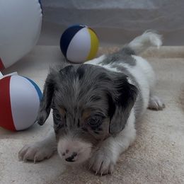 Black and Cream Dapple Piebald Longhair Male - Dapple male Dachshund puppy in Killeen, Texas from Southern Dachshunds