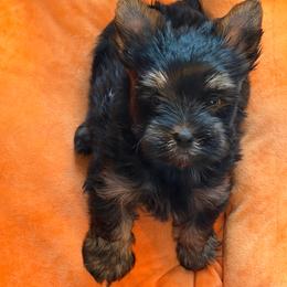 T'Challa - Black and tan male Yorkshire Terrier puppy in Smryna, Georgia from Owensons’ Kennel