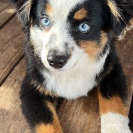 Toy Australian Shepherds from OMG Toy Aussies