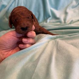 Orange collar - Red  female Poodle puppy in Riverside, California from Riverside red poodles