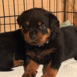 Pig pen Von knight enterprise - Black and mahogany male Rottweiler puppy in Corydon, Indiana from Rottweiler von knight enterprise