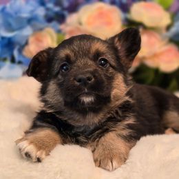 Pluto - Black and tan male Companion Cross puppy in Austin, Texas from Cutest Corgi's of Austin