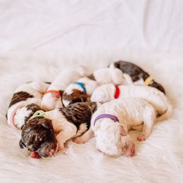 Poodle Puppies from LeBaron Standard Poodles