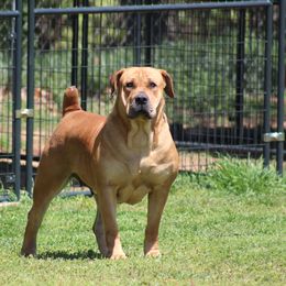 Ramsay - Boerboel