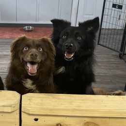Miniature Australian Shepherds from Sugar Kaine Aussies