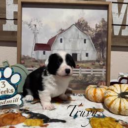 Truvy - Brindle and white female Cardigan Welsh Corgi puppy in Cumby, Texas from Windmill Cardigan Welsh Corgis and German Shepherds