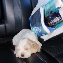 Cocker Spaniel Puppies from Gates Cocker Spaniels