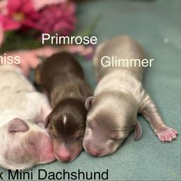 Glimmer - Fawn (isabella) and cream female Dachshund puppy in Lexington, Oklahoma from BooneDox Miniature Dachshunds