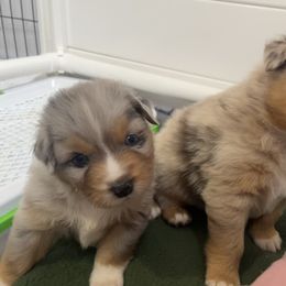 Australian Shepherd Puppies from Dream E River Ranch