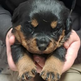 Girl 3 - Black and mahogany female Rottweiler puppy in De Witt, Iowa from Irish Eyes Kennels