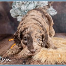 Karev - Brown and tan male Cockapoo puppy in Connersville, Indiana from Deaz Doodle Ranch