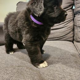 Bambi (purple) - Black female Newfoundland puppy in Newmanstown, Pennsylvania from Mufasa's Pride (Newfoundland breeder)