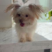 Sunshine Mi-Ki's BoBo - Mi-Ki puppy from Sunshine Mi-Ki's