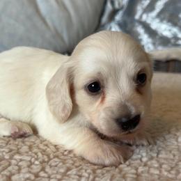 Francois - Piebald male Dachshund puppy in Gladewater, Texas from Devoted Dachshunds