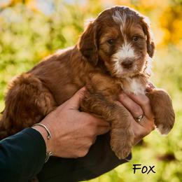 Fox - Sable male Bernedoodle puppy in Cortez, Colorado from Sassy Pants Pups
