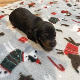 Pearl - Black and tan female Dachshund puppy in Wappapello, Missouri from Kandb Dachshunds
