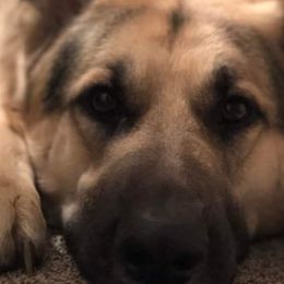 German Shepherds from Farmhouse Friends