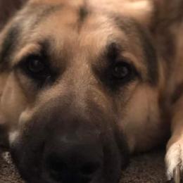 German Shepherds from Farmhouse Friends