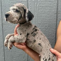 Batman - Merle male Great Dane puppy in Florida from Beachside Kennels