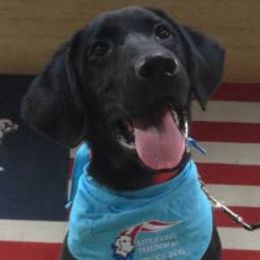 Labrador Retrievers from Retrieving Freedom