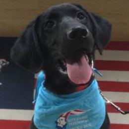 Labrador Retrievers from Retrieving Freedom