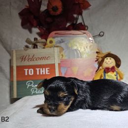 Male 2 - Black and tan male Yorkshire Terrier puppy in Galax, Virginia from Blueberry Hill Yorkies