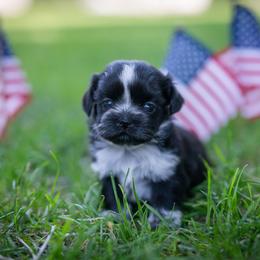 Calla - Black and white female Shih Tzu puppy in Montrose, Colorado from Nana's Happy Pups
