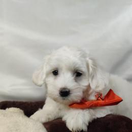 Sawyer: OFA and CHIC sire - White male Coton de Tulear puppy in Westfield, North Carolina from Legacy Pets