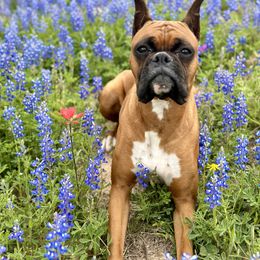 Boxer All Grown Up from Chilham Boxers