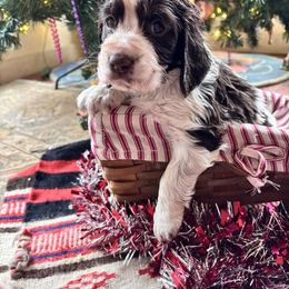 Tennessee - Liver and white male English Springer Spaniel puppy in Huntingdon, Pennsylvania from Indian Creek Springers and Doxies