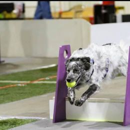 Border Collies from FetchApproved Border Collies
