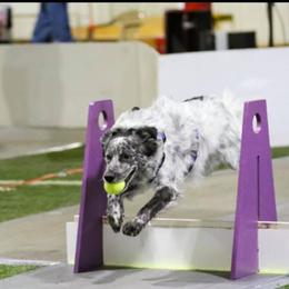 Border Collies from FetchApproved Border Collies
