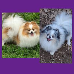 Gemma - Pomeranian