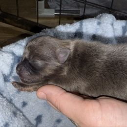 CKC - BLUE BRINDLE - Blue and tan female Pomeranian puppy in Lagrange, Georgia from Harringtons Pomeranian Playground