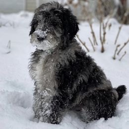 Bernedoodle and Goldendoodle Puppies from Beach Creek Kennel