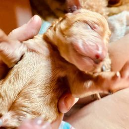 Poodle Puppies from NOLA Standards