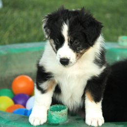 Australian Shepherd Puppies from Sliding S Australian Shepherds