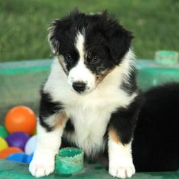 Australian Shepherd Puppies from Sliding S Australian Shepherds