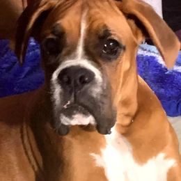 Pixie - Boxer